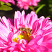Méhecske, és a rózsaszín virág