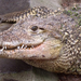 nyír-krokodil-portré