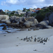 005 Pingvinkolónia Dél-Afrikában