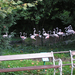0 003 Flamingoterelés a budapesti Állatkertben