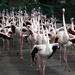 0 007 Flamingóterelés egyszer az állatkertben