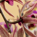 orchidea (cymbidium sinensis)