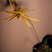 Bulbophyllum makoyanum