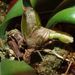 Bulbophyllum makoyanum új hajtása