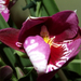 Miltonia Martin Orenstein 'Shirley P.'