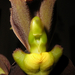 Catasetum tennabrosum