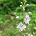 Veronica urticifolia