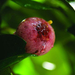 mangosteen-fruit3