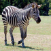 zebra-0003