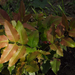 6-Közönséges mahónia (Mahonia aquifolium)