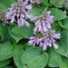 hosta bluecadet