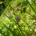 Little Snail