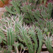 kaktuszaim  1