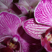 orchidea2