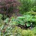 Water Garden, Dunvegan Castle