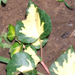 Hedera helix (Borostyán)