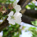 Cseresznyefa virág