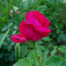 rózsa, egy liláspiros bimbó