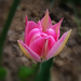 tulipán, a nagyon különleges