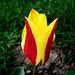 tulipán, extrém színezet