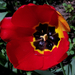 tulipán, a víztározó piros