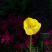 tulipán, egy sárga