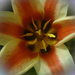 tulipán, csíkos belűl porosan