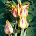 tulipán, csíkos sárgák