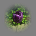 tulipán, egy szál lila