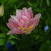 tulipán, erősebb rózsaszín sárga belsővel