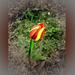 tulipán, piros sárga csíkkal
