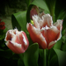 tulipán, piros, fehér rojtos szegéllyel