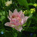 tulipán, rózsaszínes tünemény