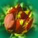 tulipán, szupermelír