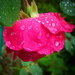 rózsa, lehajtott fejjel esőben