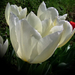 tulipán, áttetsző fehér