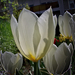 tulipán, fehérek ellenfényben