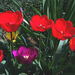 tulipán, védett kisebbségek