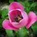 tulipán, a lilában