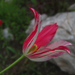 tulipán, csíkos erős-rózsaszínű