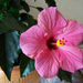 hibiscus, a legfrissebb virágja
