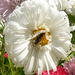 Méh a virágon