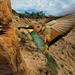 bee-eater-hungary-1188993-xl (Medium)