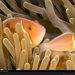 pink-anemone-fish-micronesia-1047760-xl (Medium)