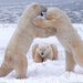 polar-bears-playing-canada-xl (Medium)