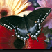 swallowtail-butterfly-murawski-957196-xl (Medium)