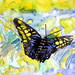 butterfly painting