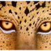 wild-eyes-lorraine-foster