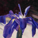 rabbit ears-purple iris