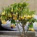 brugmansia (Medium)